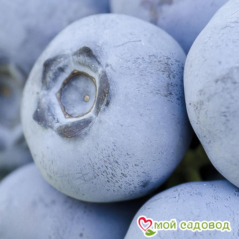 Голубика "Чандлер" (Двойной Урожай)