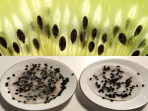 семена киви